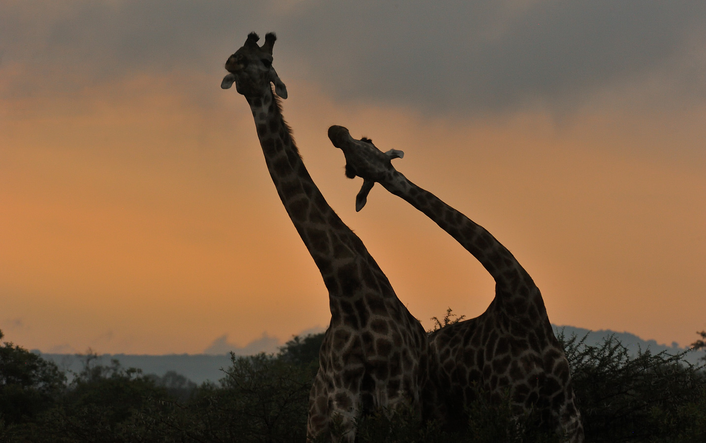 Giraffa giraffa giraffa [280 mm, 1/500 sec at f / 11, ISO 2500]